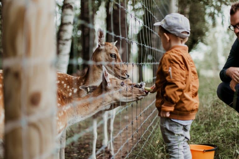 Enfant nourrissant des cerfs derrière une clôture.