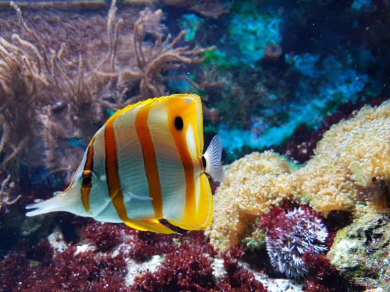 Poisson coloré nageant dans un récif corallien